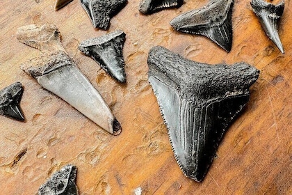 Shark Tooth and Shell Hunting Tour in Charleston, SC