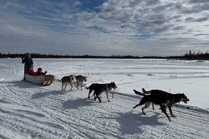 Traditional Dog Sledding Adventure in Yellowknife
