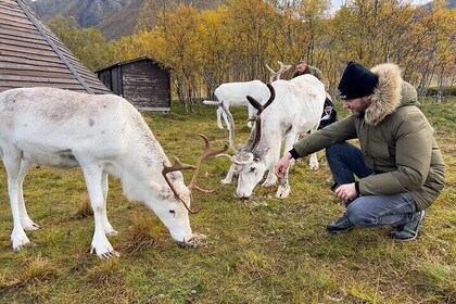 Sami Reindeer Experience