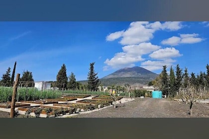 Pompeii Ruins Guided Tour with Entry, Dinner & Wine on Vesuvius