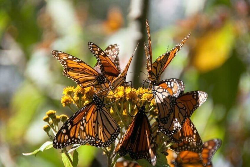 3-Day Private Guided Tour of Monarch Butterflies in Michoacan