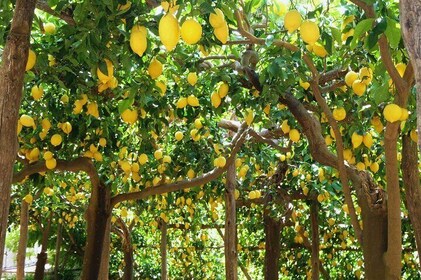 Amalfi Coast: Hike Along the Path of the Lemons