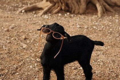 Goats Climbing the Tree and Exploring the Big Market Souk El Had