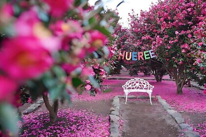 Jeju EAST Winter Snow, Camellia, Mandarin Picking 1day Tour