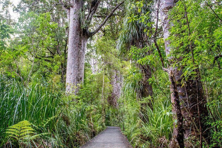Guided Puketi Kauri Forest Tour in Bay of Islands