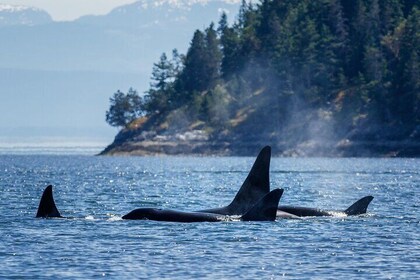 Victoria Highlights & Whale Watching Tour
