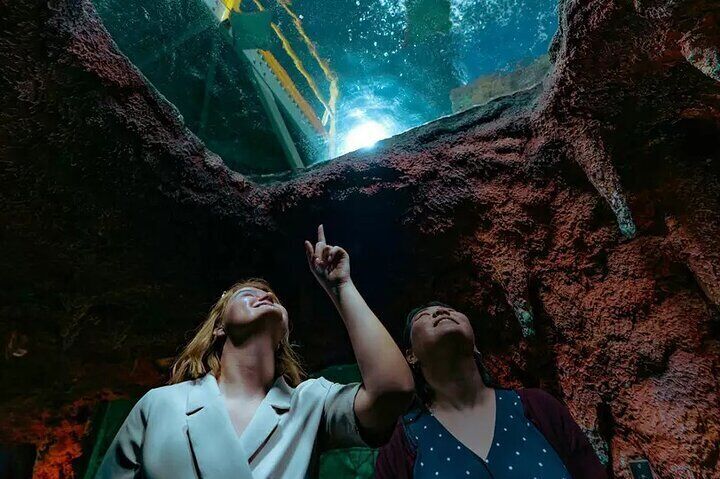 National Aquarium Abu Dhabi Admission – Ocean Adventure