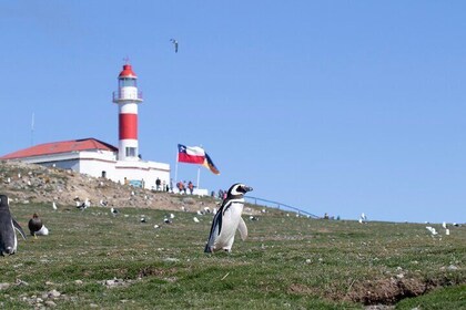 Private Charter to Magdalena Island – Exclusive Penguin Safari