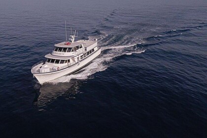 San Diego Whale Watching 3 Hour Tour Mission Bay on the Legacy