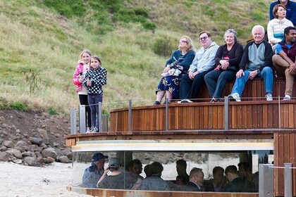 Phillip Island Penguin Parade Tour max 11 Hotel Pickup