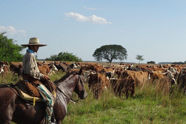 Traditional Gaucha Festival Tour from Buenos Aires