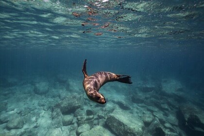 Sea Lion Snorkel Adventure at Espíritu Santo Island