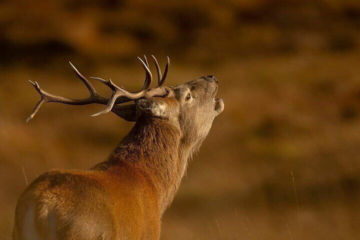 Red Stag