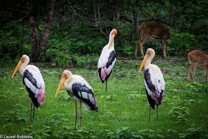Private Day Tour To Pinnawala Open Zoo From Negombo