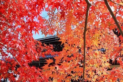 Kyoto Autumn Foliage Private Car Tour Temples and Gardens