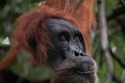 1 Day Ethical Jungle Trekking