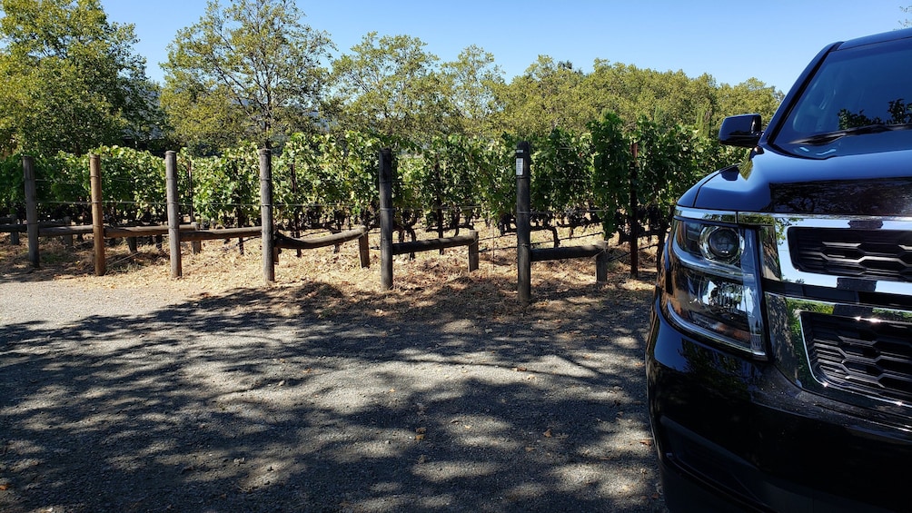 8 Hour - Private Napa Valley Wine Tasting Tour 