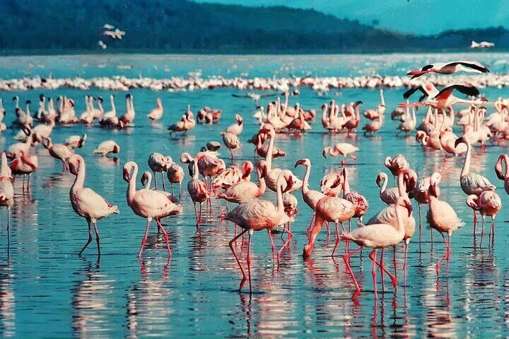 Lake Nakuru day trip from Nairobi