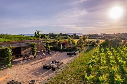 Gourmet picnic and wine tasting among the vineyards in l'Empordà