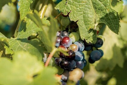 Gourmet picnic and wine tasting among the vineyards in l'Empordà