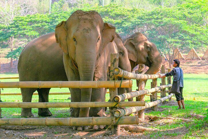 Chiang Mai Elephant Sanctuary and Sticky Waterfall Day Tour