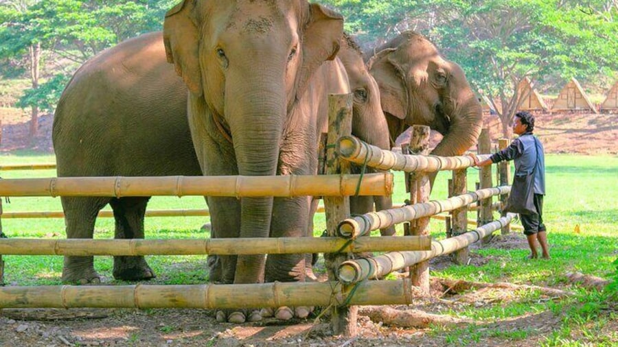 Chiang Mai Elephant Sanctuary and Sticky Waterfall Day Tour