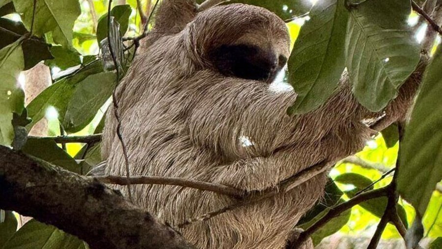 Sloth Observation and Tropical Fruit Tasting Hike