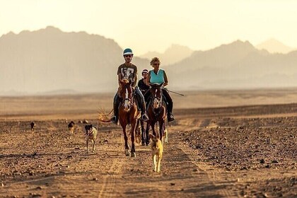 1-Hour Horseback Ride in the Desert & Transfer :Marsa Alam