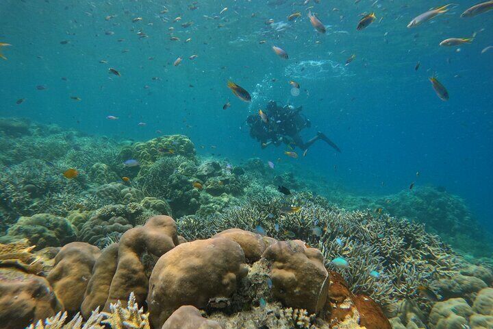 Boat Diving at Juvis