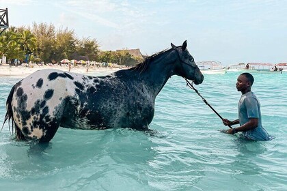 Horse Back Ride and Swimming with Sea Turtles in their Aquarium