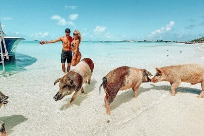 Full Day Exuma Swimming Pigs - Group Boat Tour From Nassau