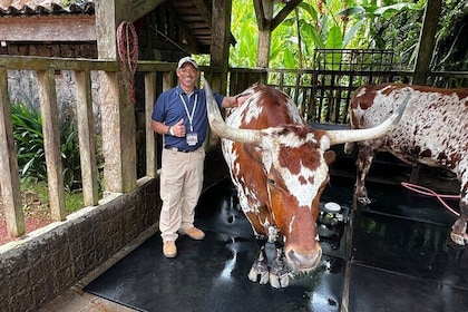 Explore Volcano Waterfall and Coffee Brew Experience