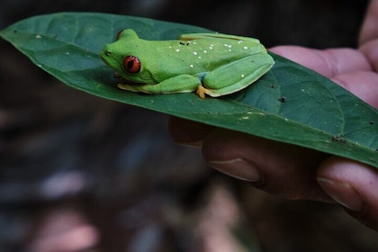 Paddle Board Adventure in a Tropical Paradise