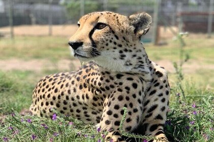 Award Winning Winelands and Cheetah Outreach Full-Day Tour