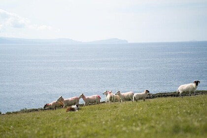 Sheepdog Demonstrions, Pet Lambs and Beehive Huts