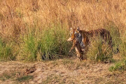 15 Days Indian Wildlife and Culture Tour