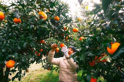 Small Group Tour for Jeju Fall Pink Muhly, Tangerines & Mt. Halla