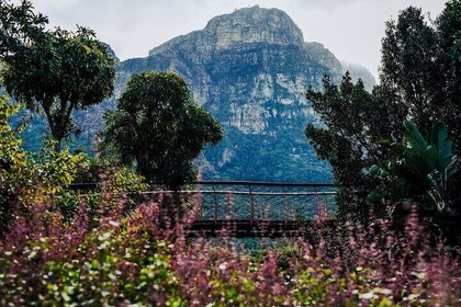 Kirstenbosch Botanical Garden and Constantia Wine Valley Tour