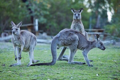 Wallabies and Wine Hunter Valley Adventure Private Tour