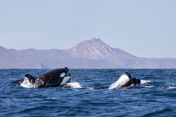 Full Day Wildlife Expedition in the Sea of Cortez