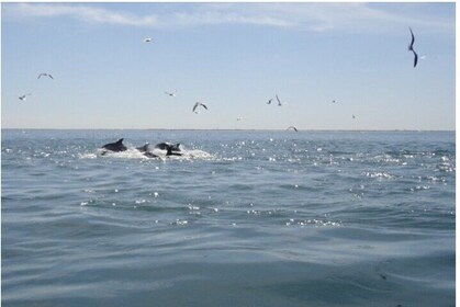 Private Dolphin Tours in St. Augustine, Florida