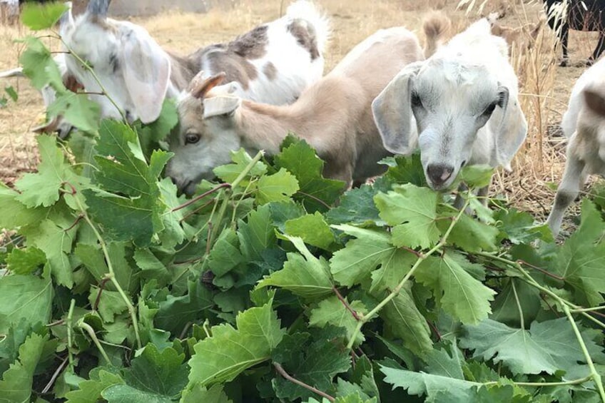 Wine Tasting and Tour in Saint Anna Winery in Naxos