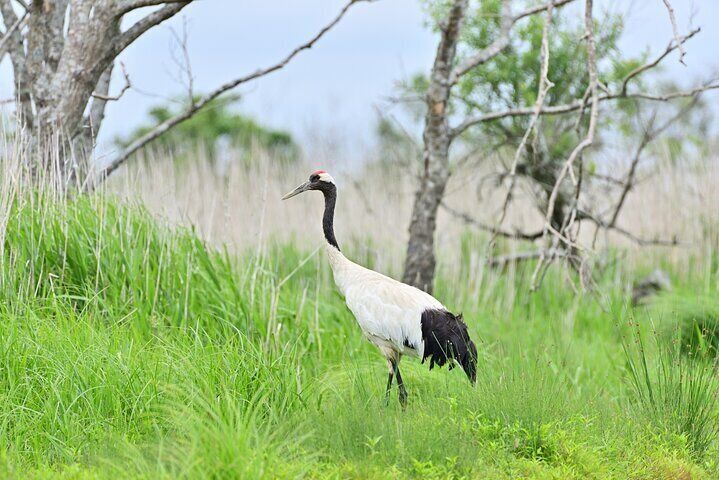Private Tour with Kushiro Marsh, Tancho, and Local Market
