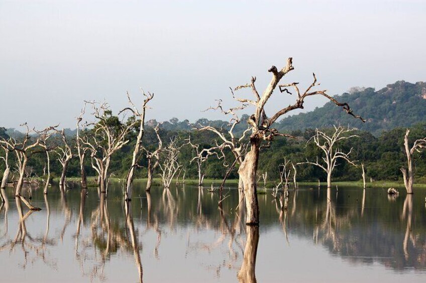 Wet Zone Tree view