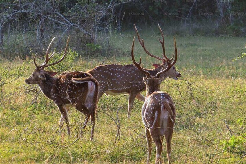 Deer In Yala 