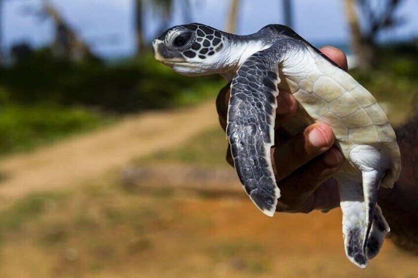 Day Excursion to Yala National Park From Colombo