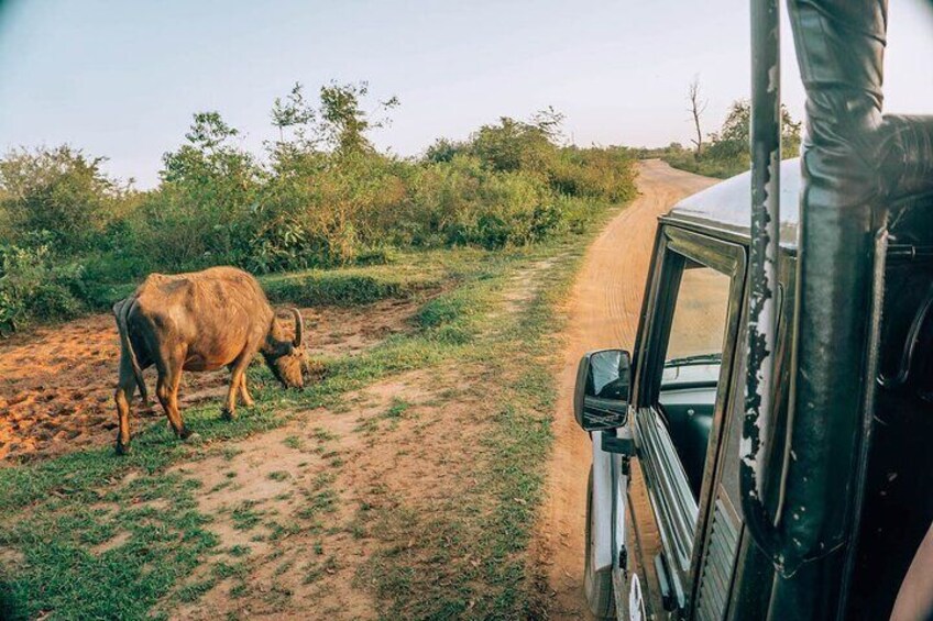 Day Excursion to Yala National Park From Colombo