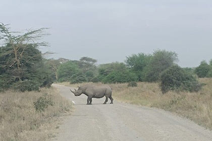 4 Days Luxury Lake Nakuru and Masai Mara