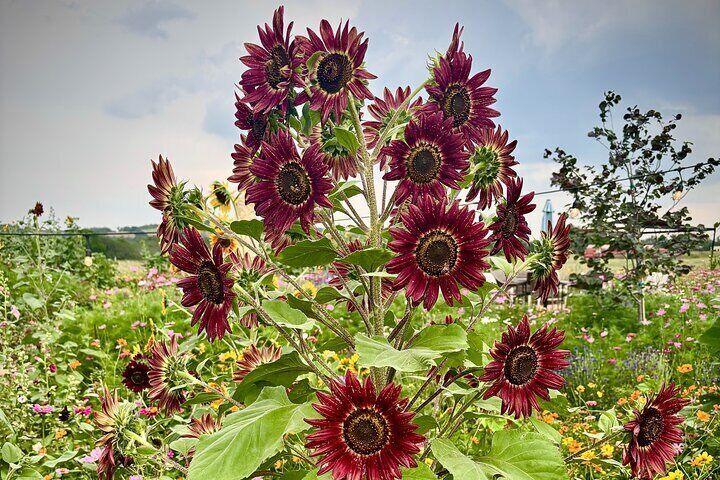 Flower garden at Narrow Path Winery