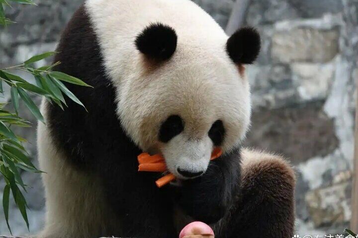 Panda Valley / Dujiangyan / Bipenggou / Siguniang Private Tour